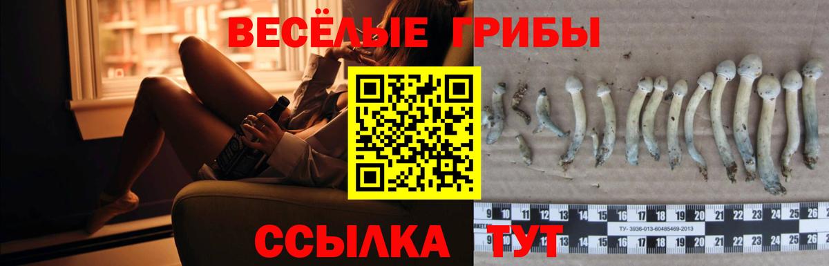 Галлюциногенные грибы Psilocybine cubensis Чехов